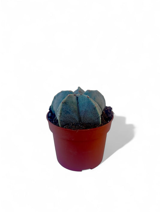 Κάκτος Astrophytum myriostigma (Κάκτος Επισκόπου) Φ10,5εκ.