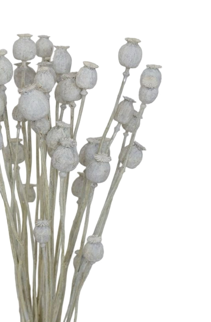 Papaver Bleached αποξηραμένο κλαδί