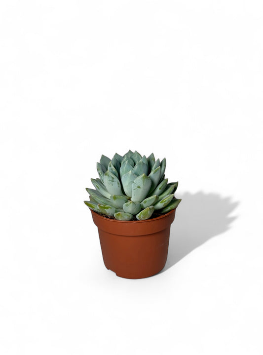 Παχύφυτο Echeveria 'Snow Bunny' Φ10,5εκ.