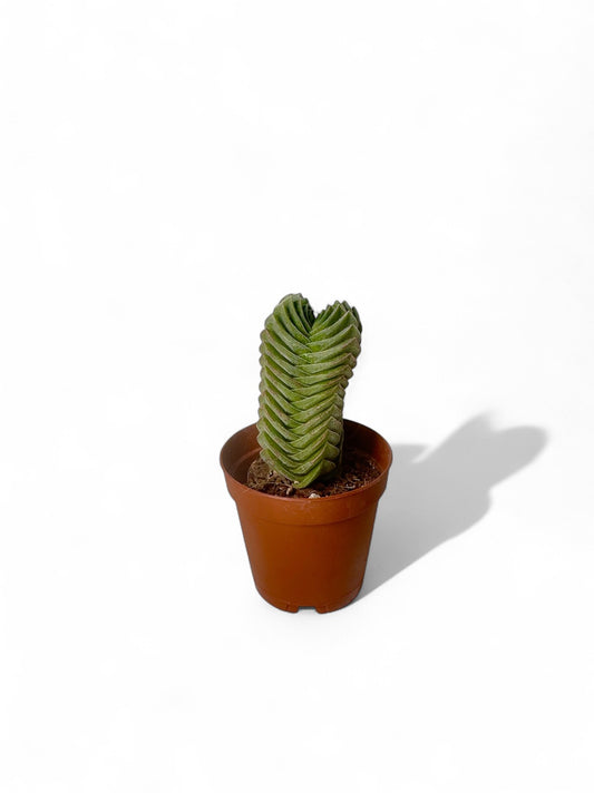 Παχύφυτο Crassula "Buddha's Temple" Φ5.5