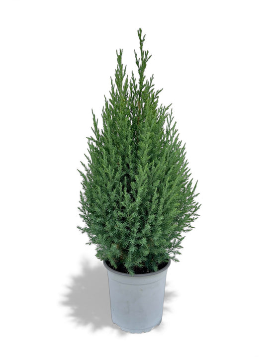 Γιουνίπερος - Juniperus chinensis Φ17εκ.