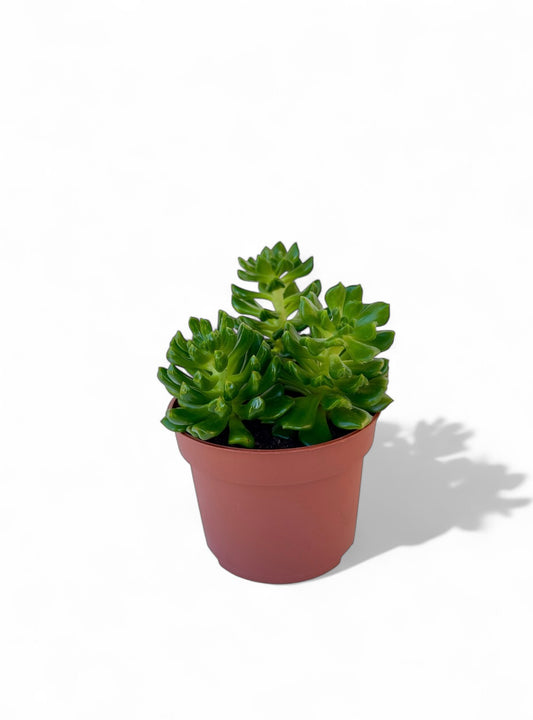 Παχύφυτο Echeveria Red lantern korean Φ10,5εκ.