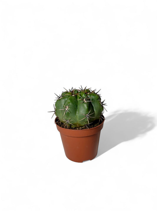 Κάκτος Gymnocalycium baldianum (Dwarf Chin Cactus) Φ8.5εκ.