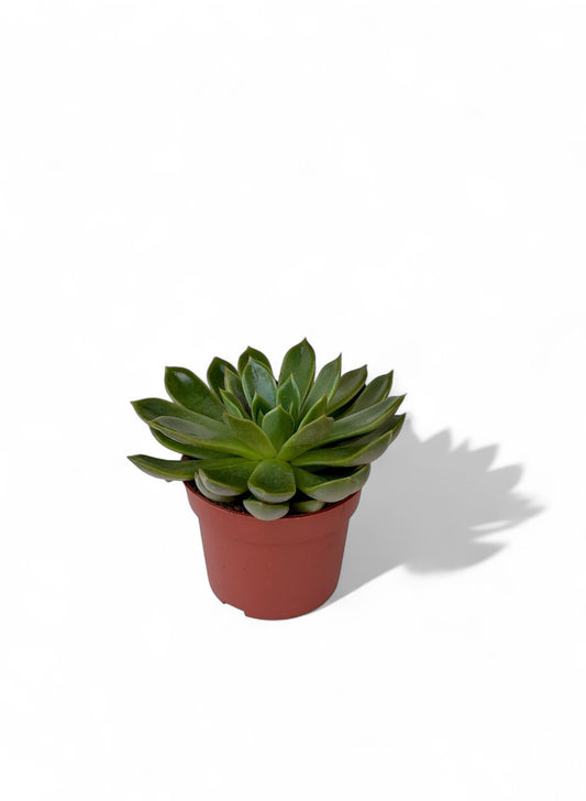 Παχύφυτο Echeveria 'Mira' Φ10,5εκ.