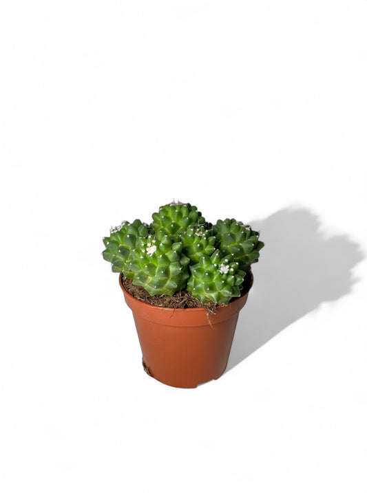 Κάκτος Mammillaria polythele 'Toluca' Φ8.5εκ.