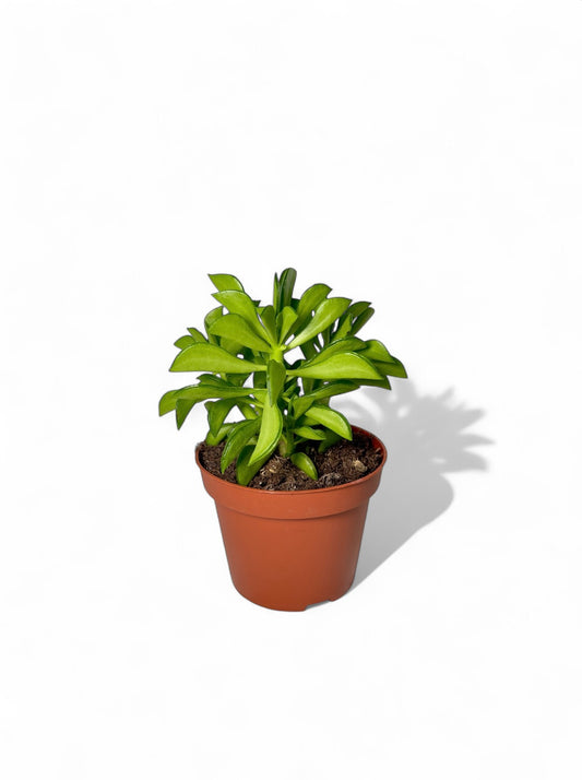 Παχύφυτο Peperomia Dolabriformis Φ10,5εκ.