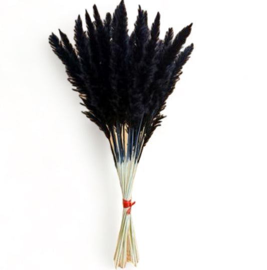 Pampas Grass Μαύρο 60εκ. – Αποξηραμένο Κλαδί (1 τεμ.)