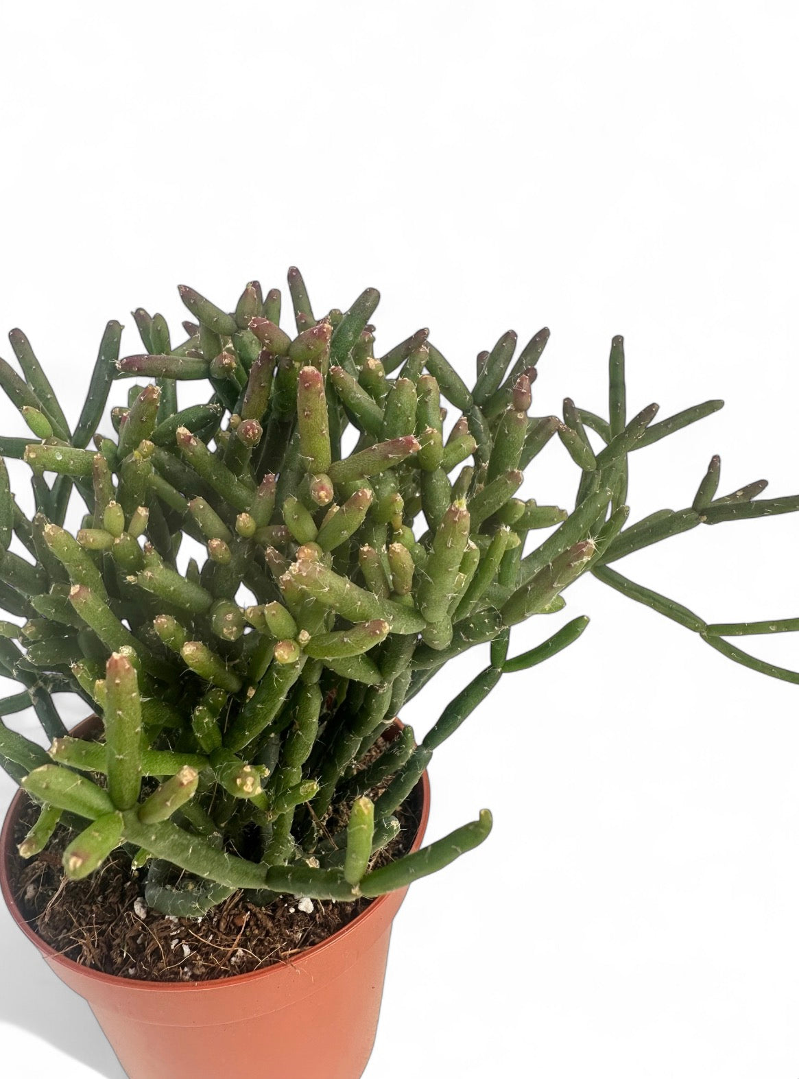 Κάκτος Rhipsalis burchellii Φ8.5