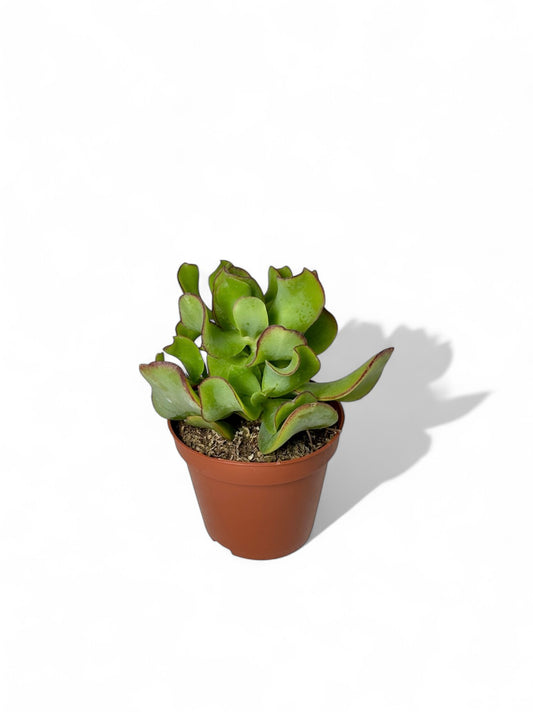 Παχύφυτο Κρασούλα - Crassula arborescens undulatifolia 'Curly' Φ8,5εκ.