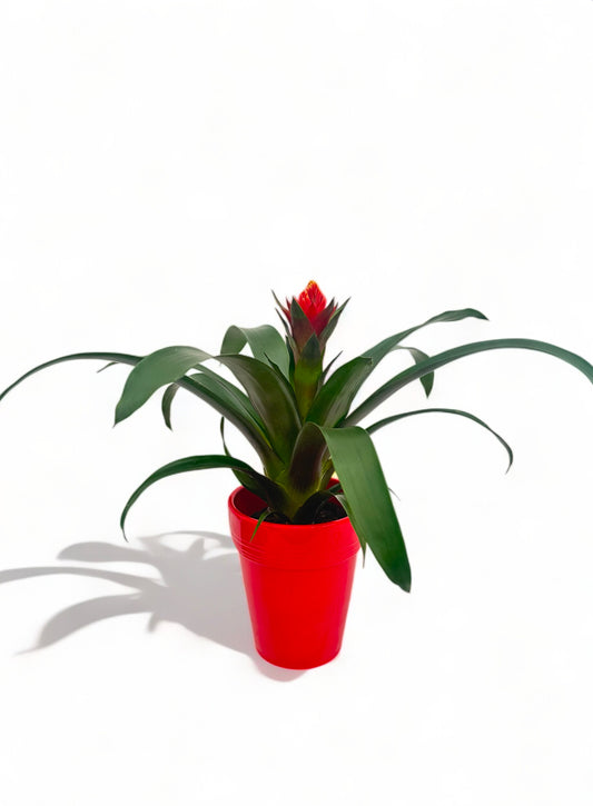 Γκουσμάνια κόκκινη με κόκκινο κεραμικό κασπώ 38*14