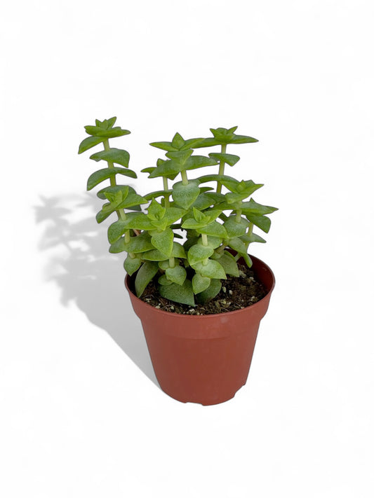 Παχύφυτο Κρασούλα - Crassula perforata Φ8,5εκ.