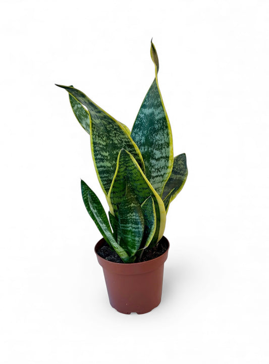 Σανσιβέρια - Sansevieria trifasciata Φ12εκ.