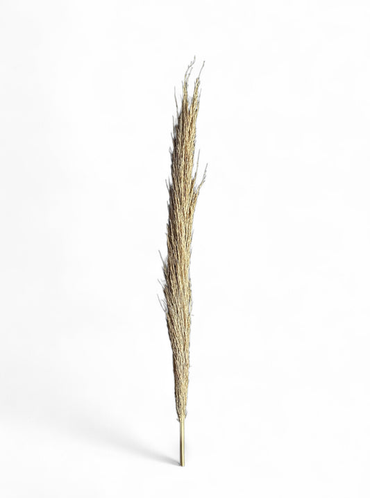 Pampas Φυσικό Αποξηραμένο κλαδί 60-70εκ. 1τεμ.