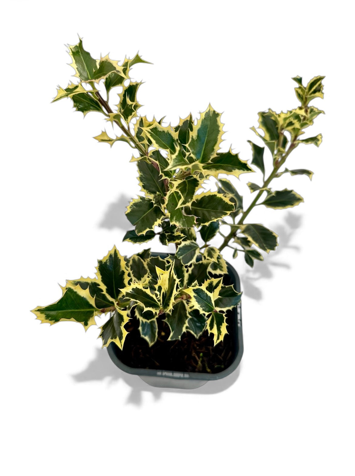 Ιλεξ argentea marginata Φ13εκ.