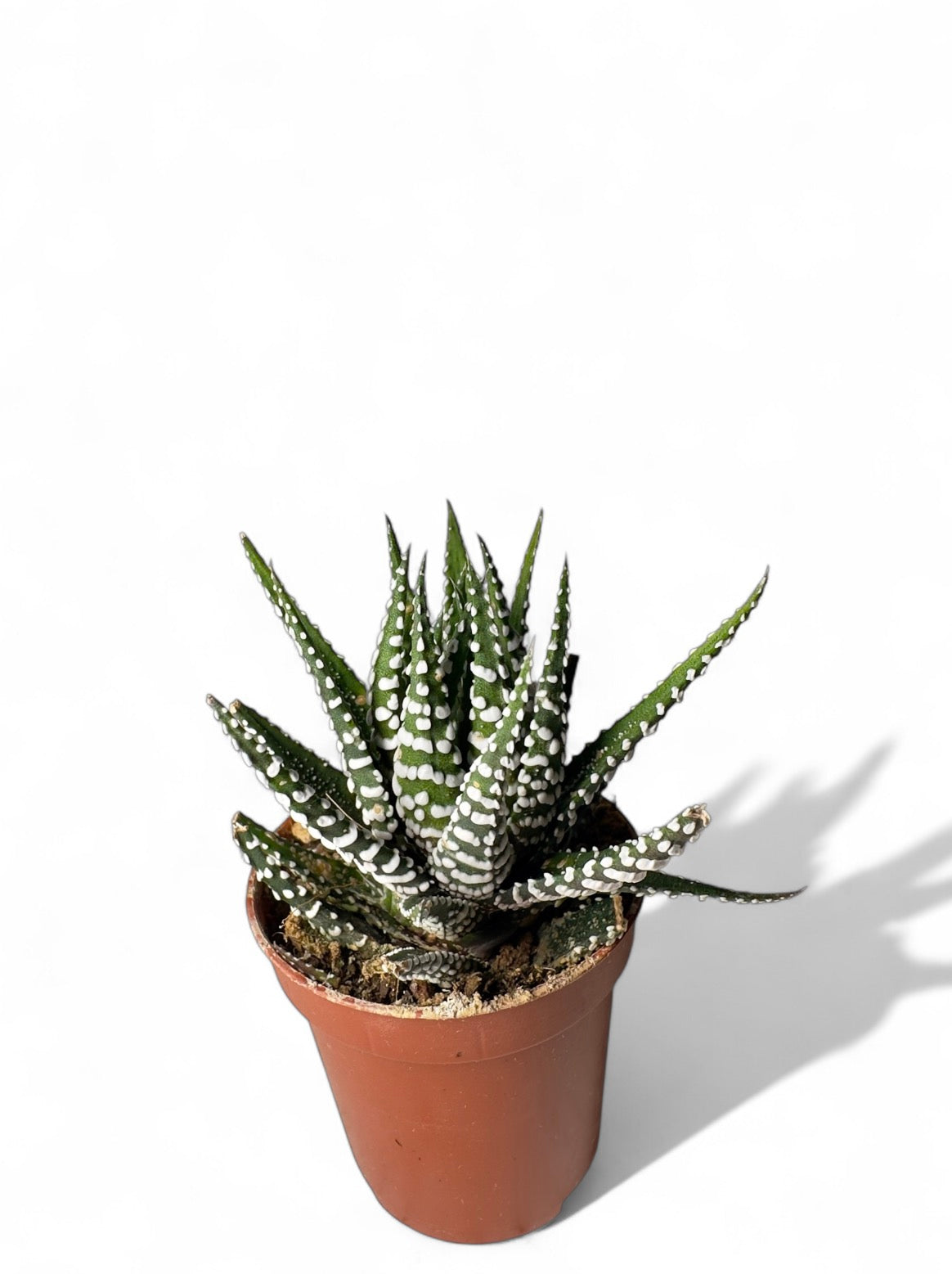 Παχύφυτο Haworthia Φ5,5εκ.