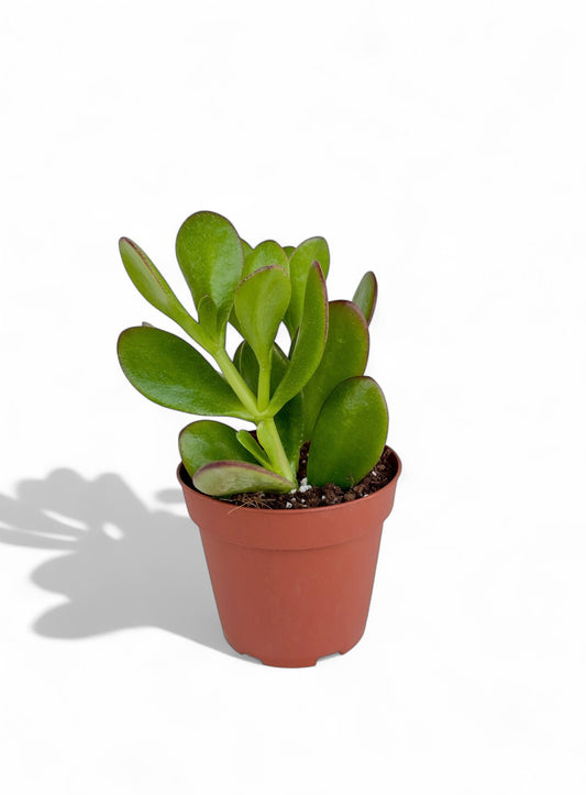 Παχύφυτο Κρασούλα - Crassula ovata Φ8,5εκ.