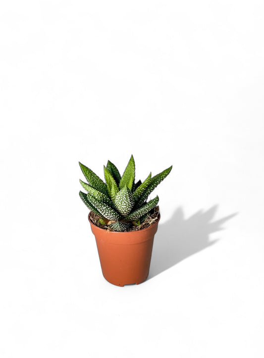 Παχύφυτο Haworthiopsis attenuata (Φυτό Ζέβρα) Φ5,5εκ.