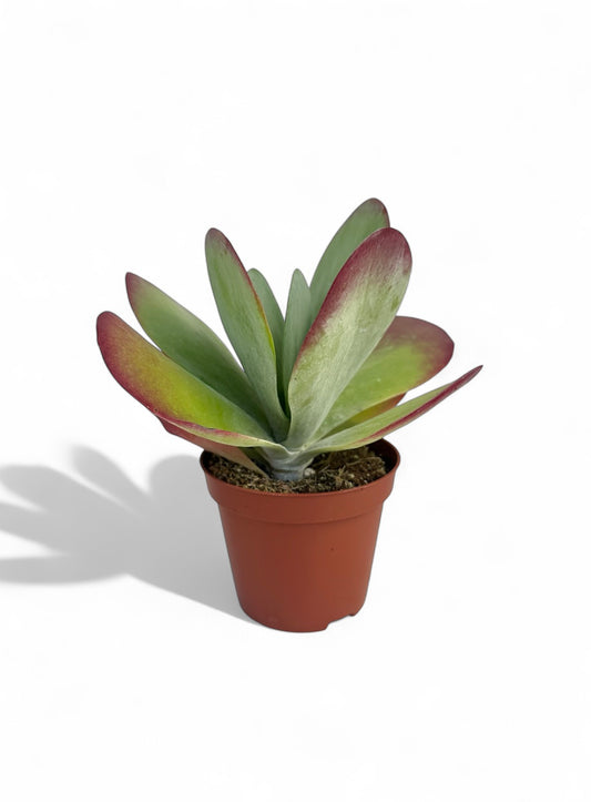 Παχύφυτο Καλαγχόη - Kalanchoe thyrsiflora Φ8.5