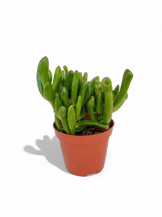 Παχύφυτο Κρασούλα - Crassula Ovata Gollum Φ8,5εκ.