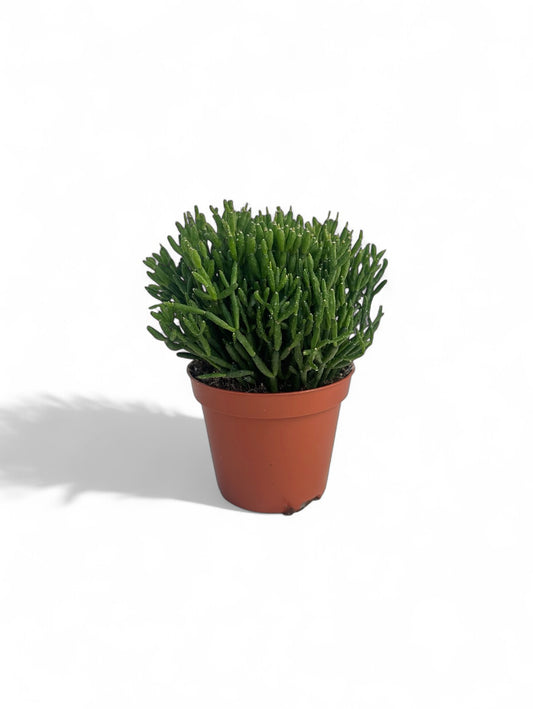 Κάκτος Rhipsalis Hatiora Salicornioides Dancing Bones Φ8.5