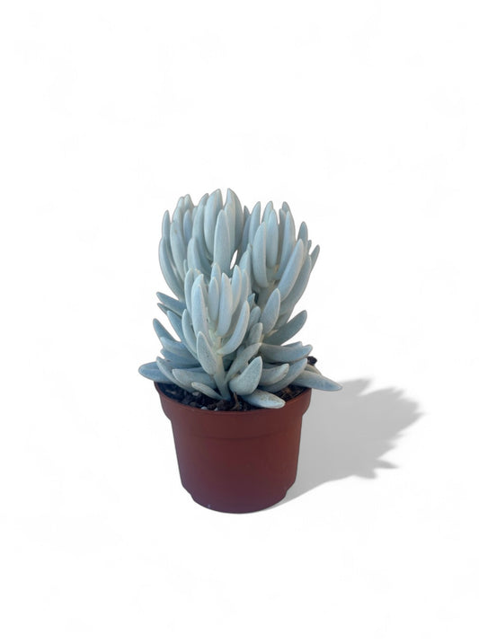 Παχύφυτο Caputia tomentosa - Senecio haworthii Φ10,5εκ.