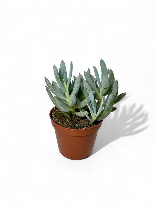 Παχύφυτο Σενέκιο - Senecio serpens (Blue Chalksticks) Φ8,5εκ.