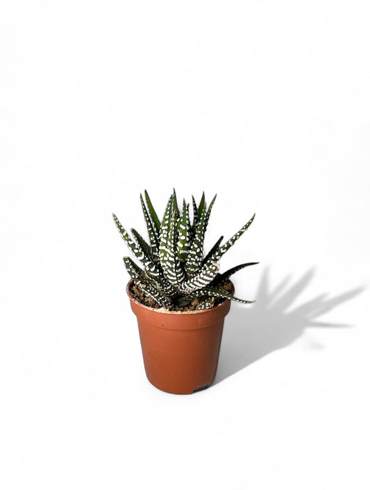 Παχύφυτο Haworthiopsis fasciata - Zebra Plant Φ5,5εκ.