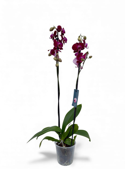 Ορχιδέα μωβ Φ12εκ.