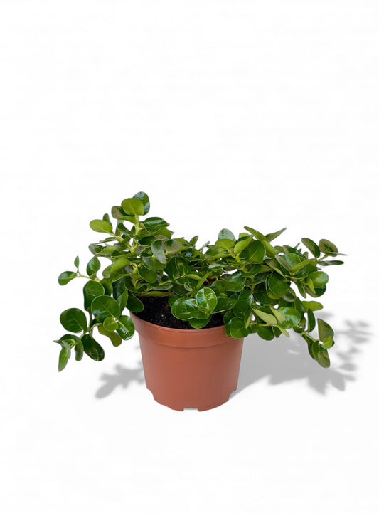 Καρίσσα - Carissa Φ19εκ.