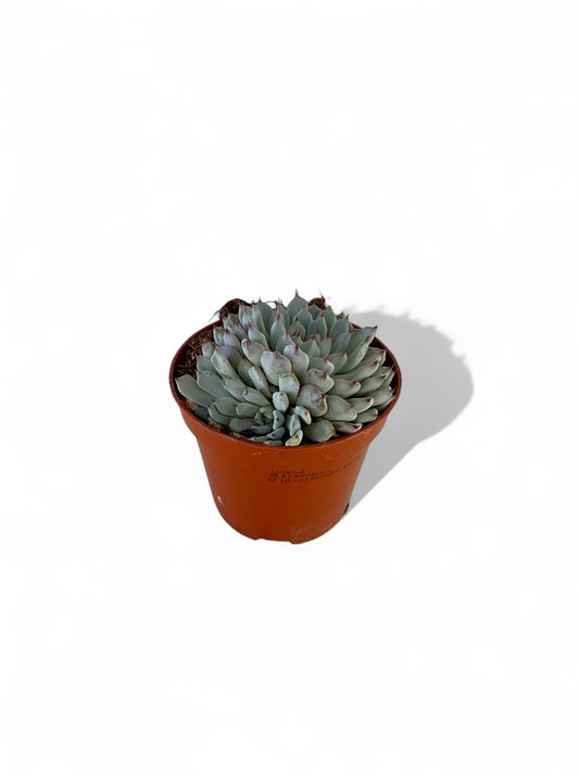 Παχύφυτο Echeveria cuspidata Φ8,5εκ.
