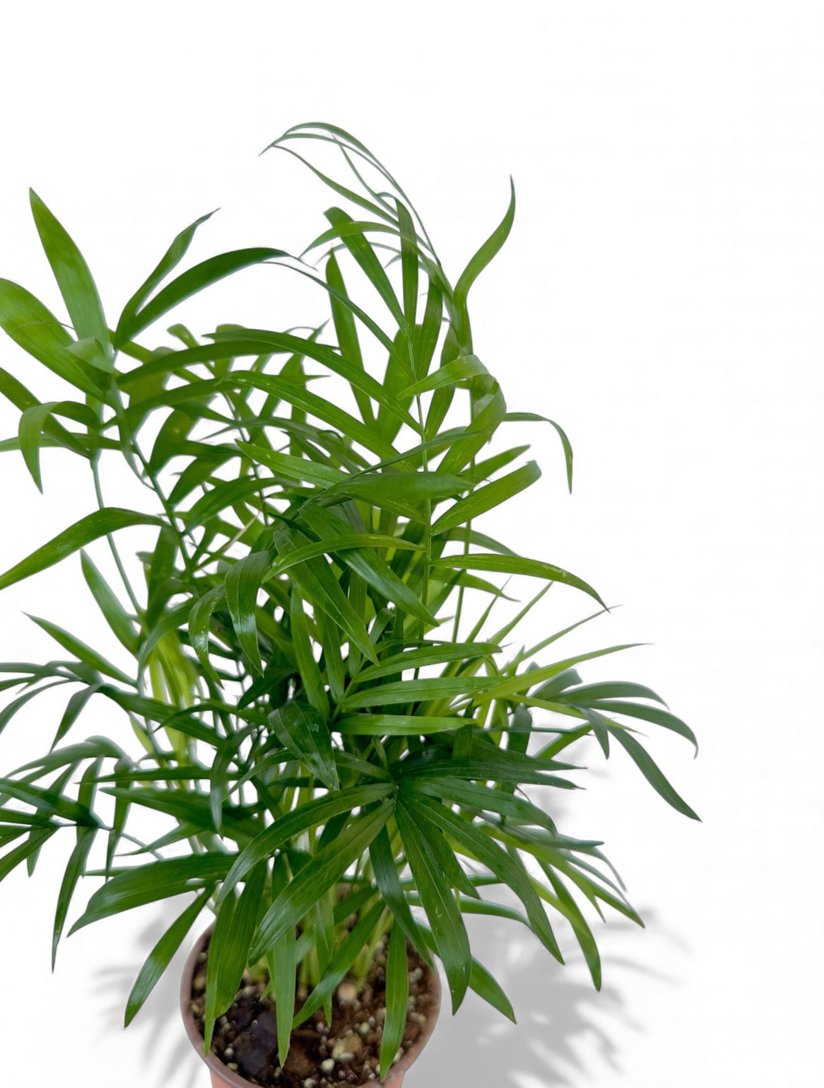 Χαμαιδωρέα - Chamaedorea elegans Φ9εκ.