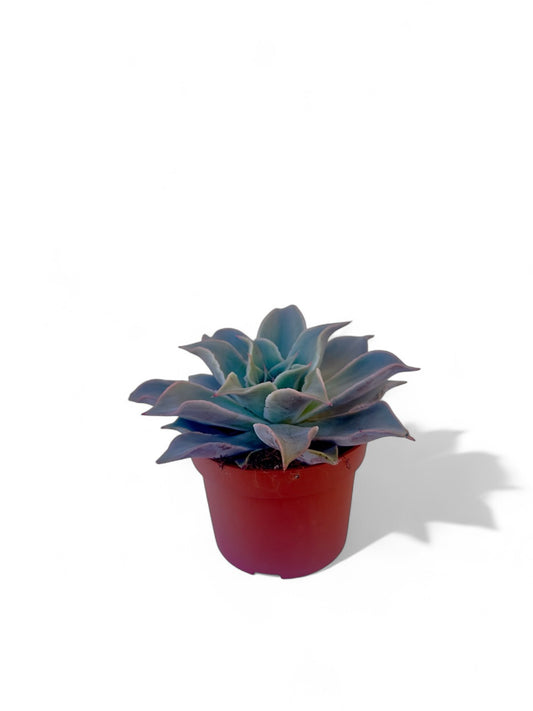 Παχύφυτο Echeveria 'Madiba' Φ10,5εκ.