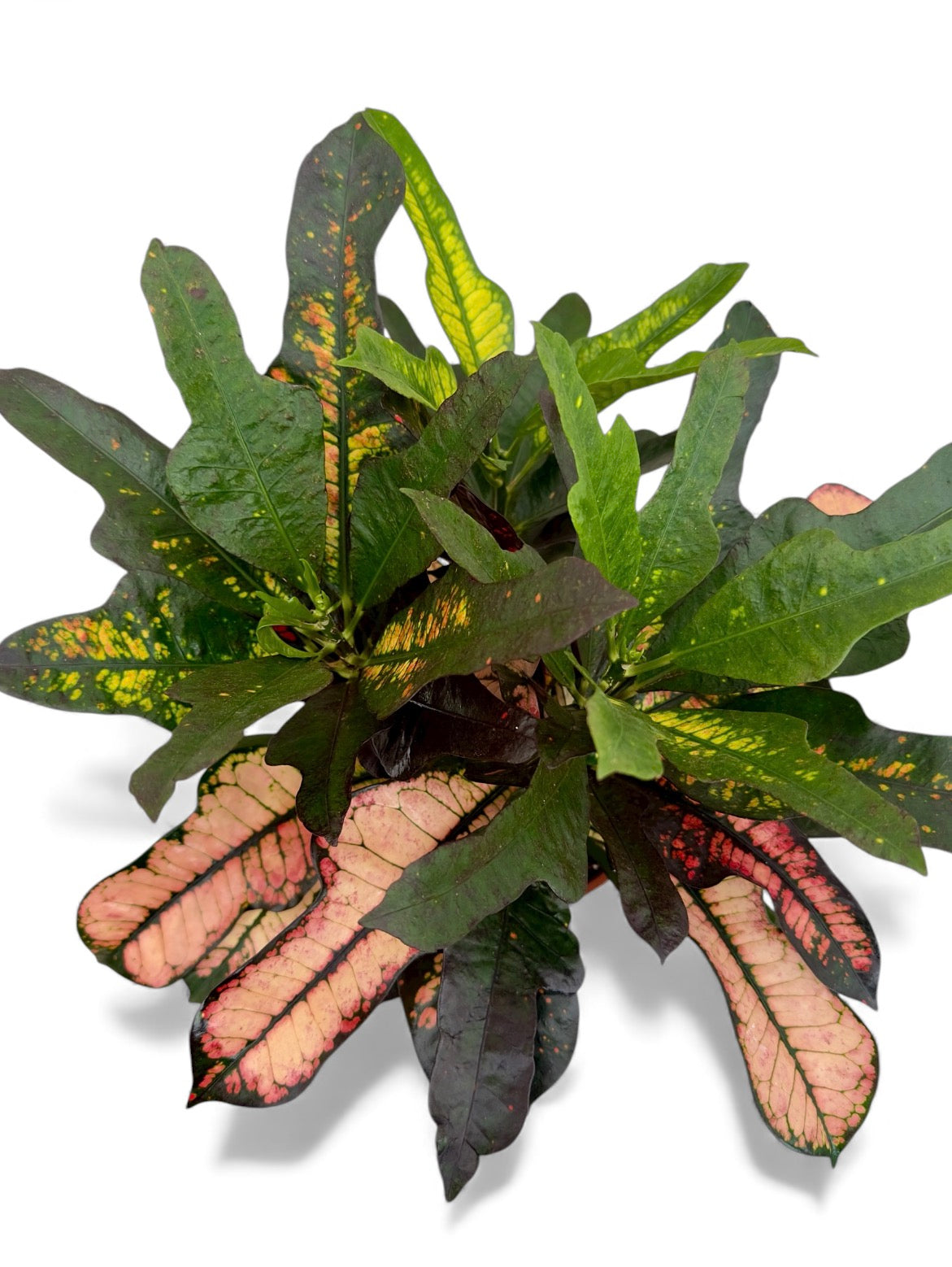 Κρότων Φ21εκ.