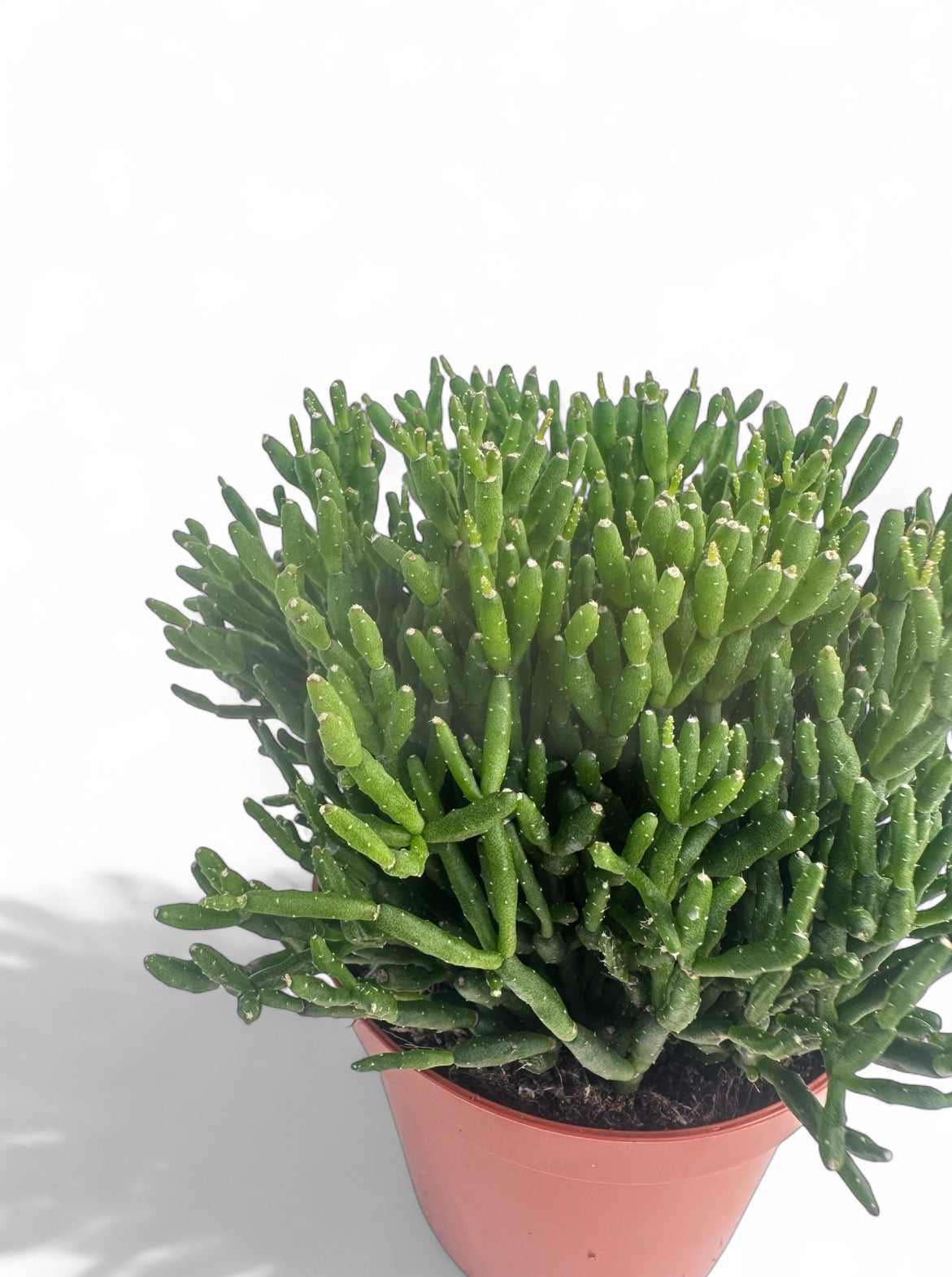Κάκτος Rhipsalis Hatiora Salicornioides Dancing Bones Φ8.5