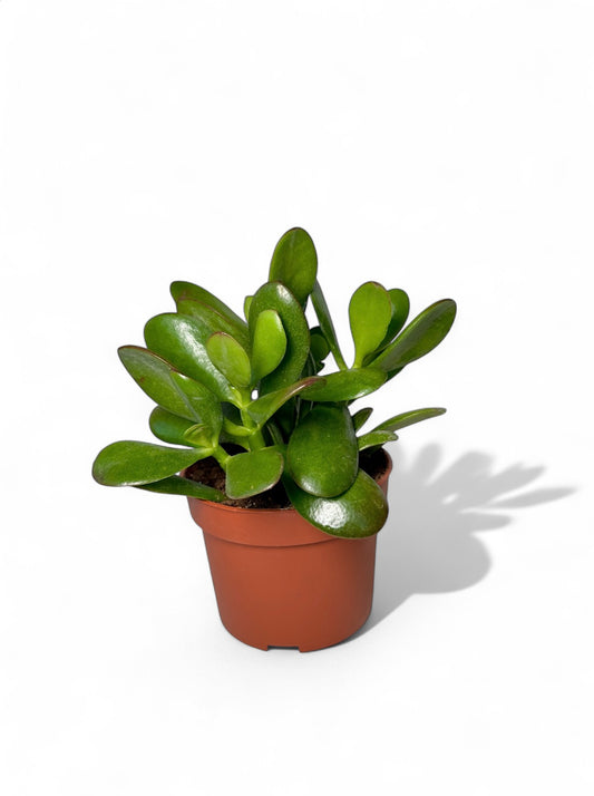 Παχύφυτο Crassula ovata Φ10,5εκ.