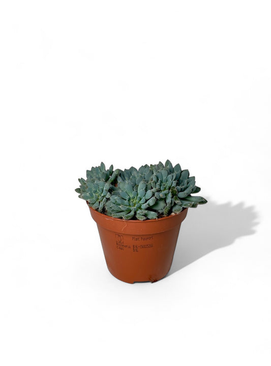 Παχύφυτο Εχεβέρια - cheveria setosa var. deminuta Φ8,5εκ.