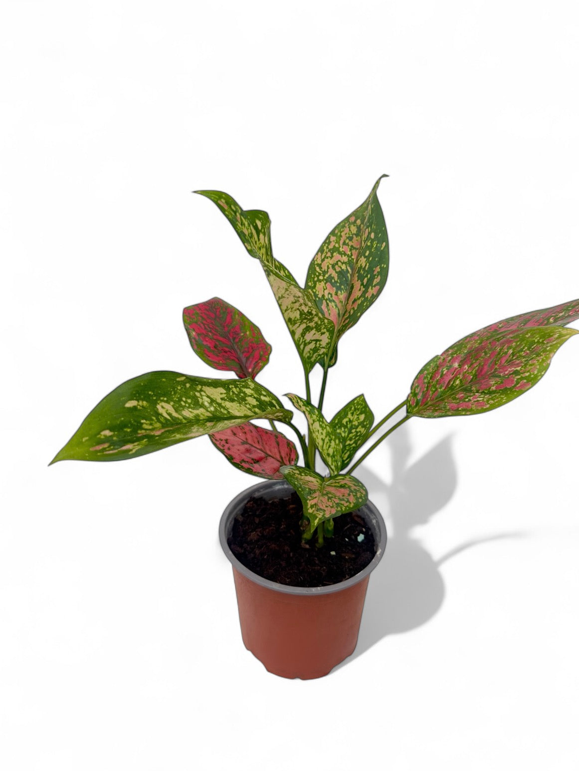 Αγλαόνημα Φ14εκ.