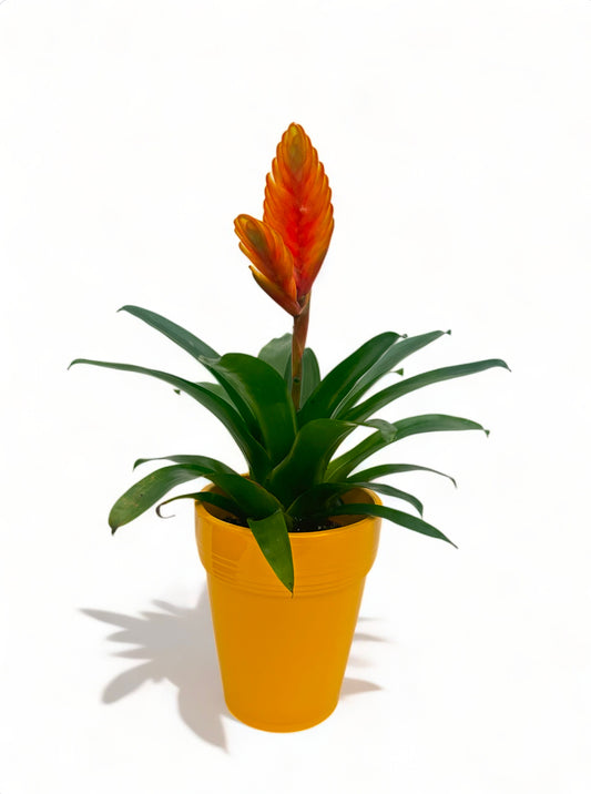 Βριέζια πορτοκαλί με κίτρινο κεραμικό κασπώ 44*14