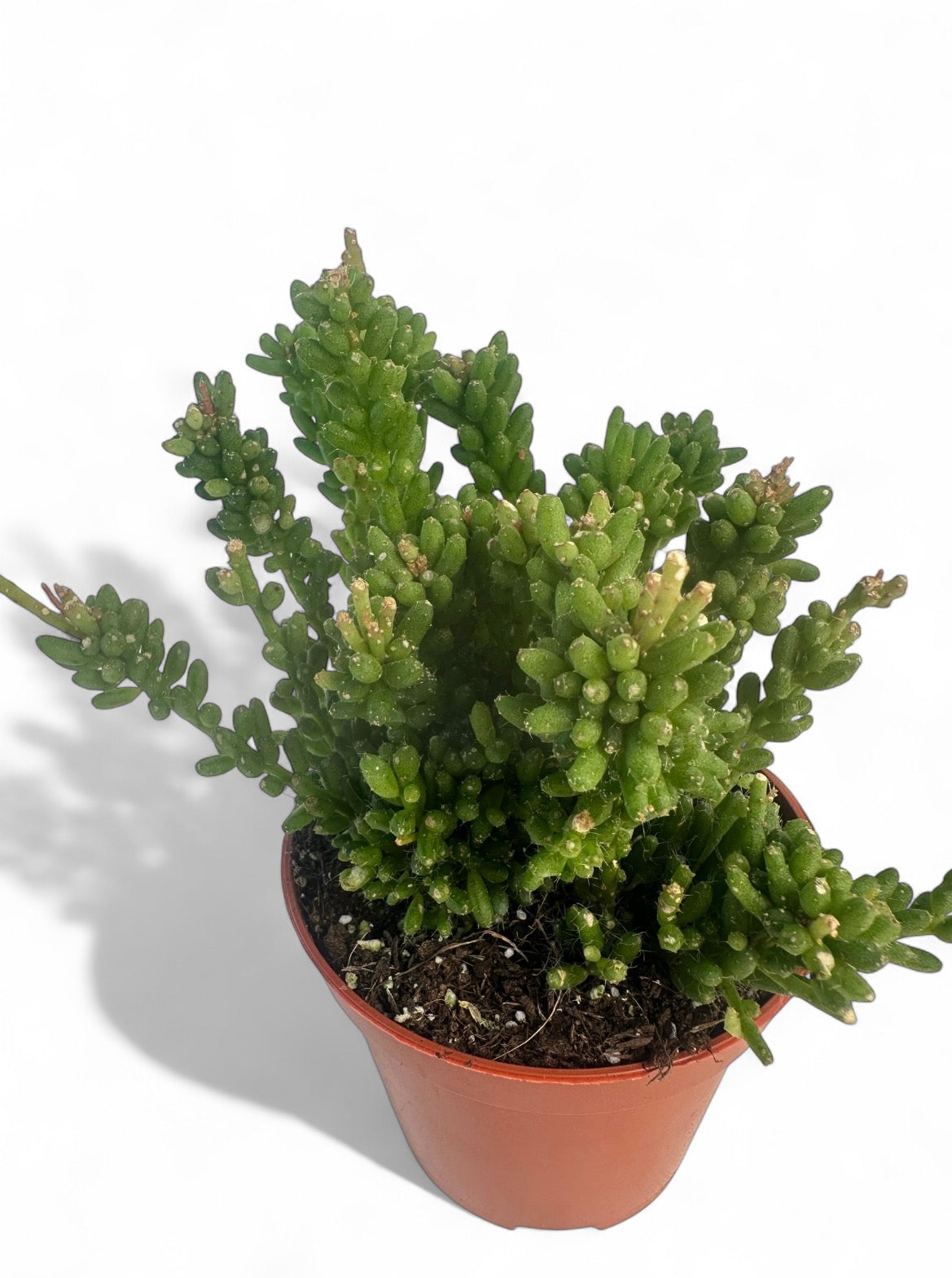 Κάκτος Rhipsalis mesembryanthemoides Φ8.5
