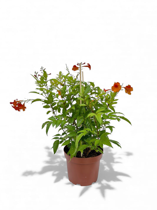 Μπιγκόνια - Campsis tagliabuana Φ19εκ.