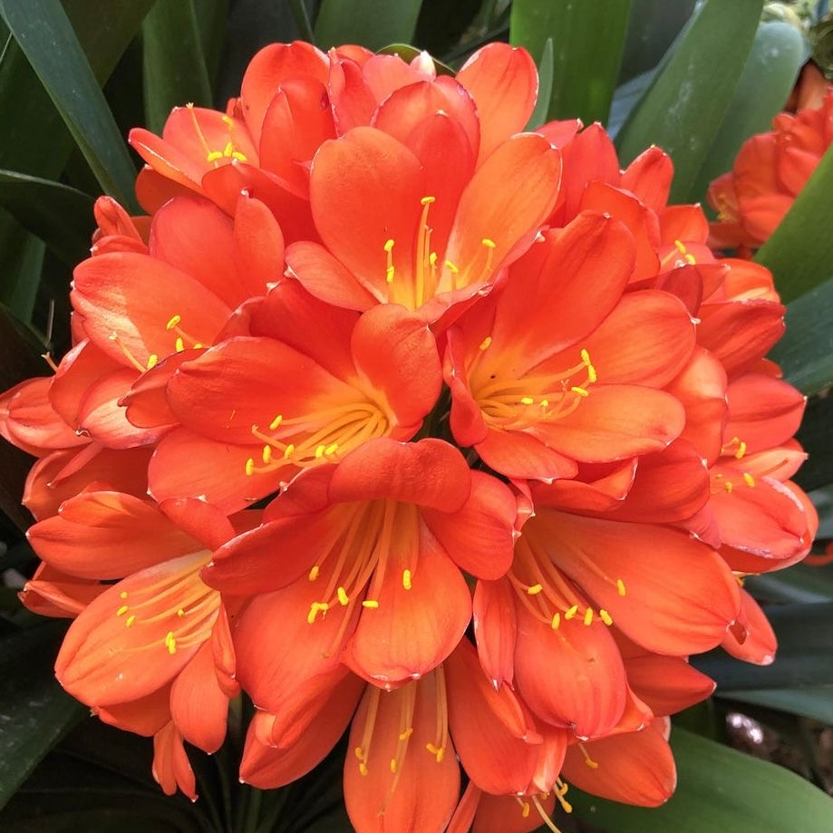 ΚΛΙΒΙΑ - Clivia miniata Φ11