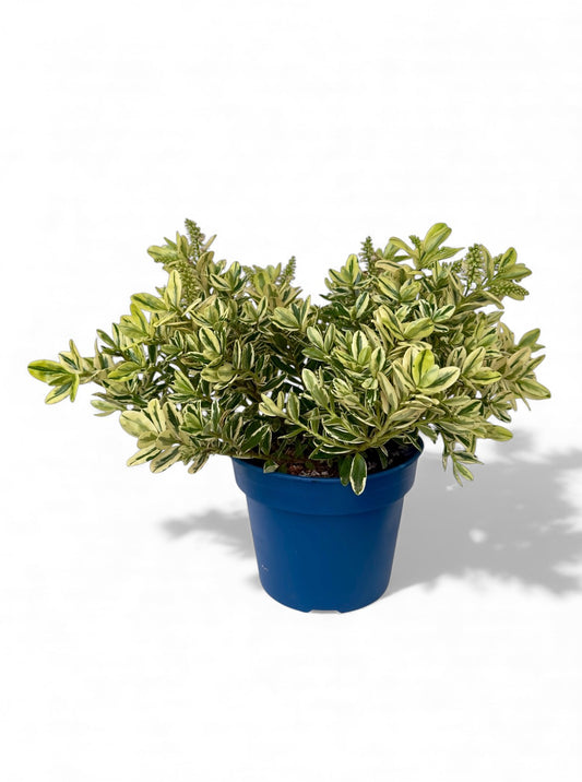 Βερονίκη - Hebe andersonii variegata Φ 18εκ.