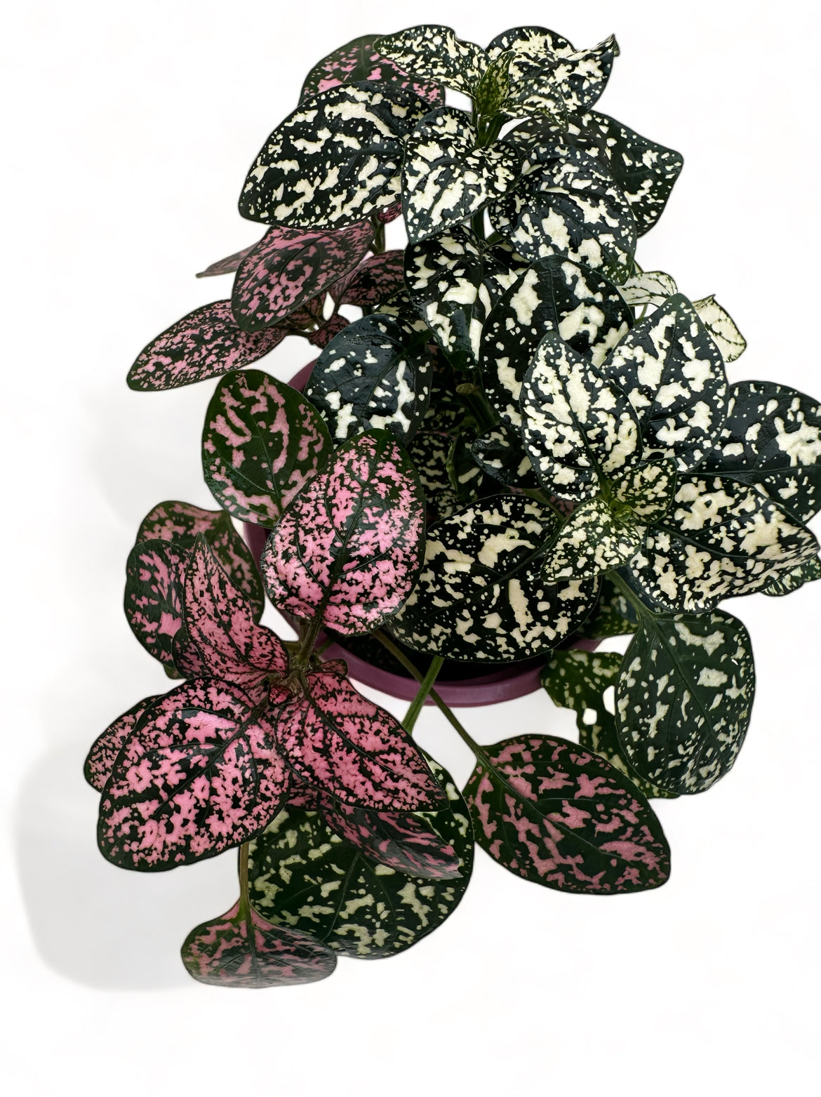 Πόλκα Polka Dot Plant λευκό - ροζ