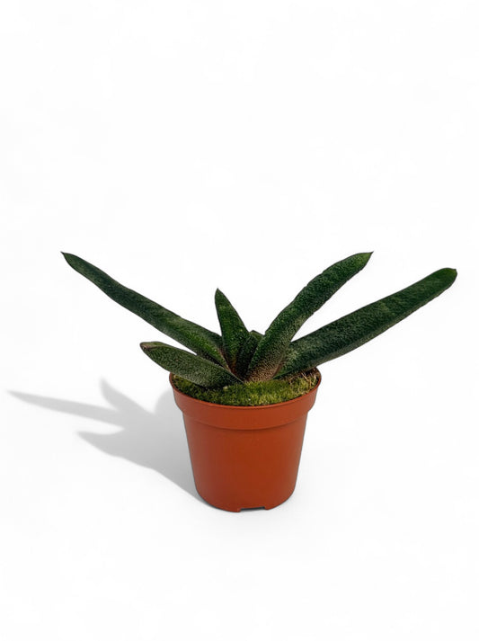 Παχύφυτο Gasteria Batesiana ‘Barberton’ Φ8.5