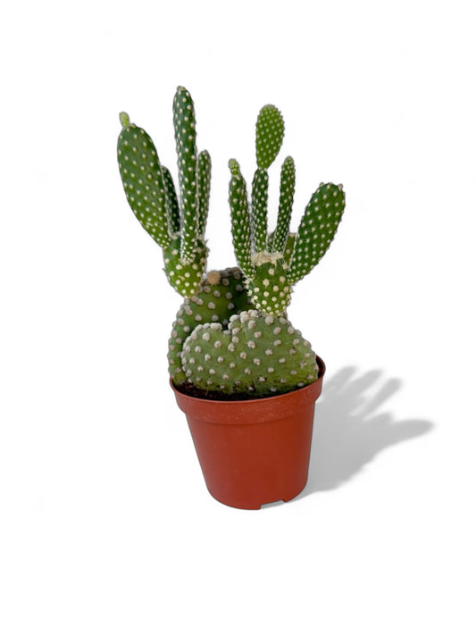 Κάκτος Opuntia microdasys albispina (Angel Wings) Φ8.5εκ.