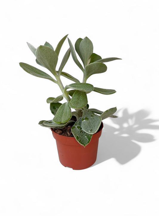 Παχύφυτο Senecio medley-woodii (Caputia) Φ10,5εκ.