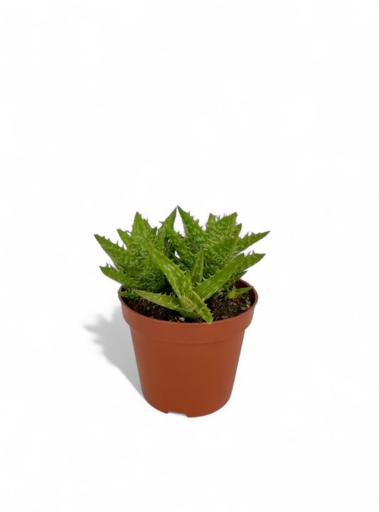 Παχύφυτο Αλόη - Aloe juvenna Φ8,5εκ.