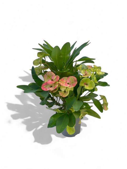 Παχύφυτο Ευφόρμπια - Colossal Euphorbia Φ12