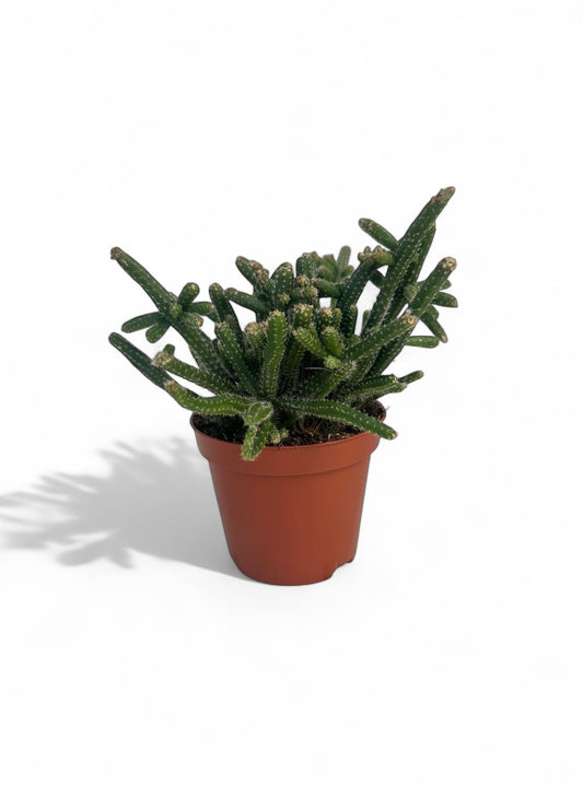 Κάκτος Rhipsalis baccifera 'horrida' Φ8.5