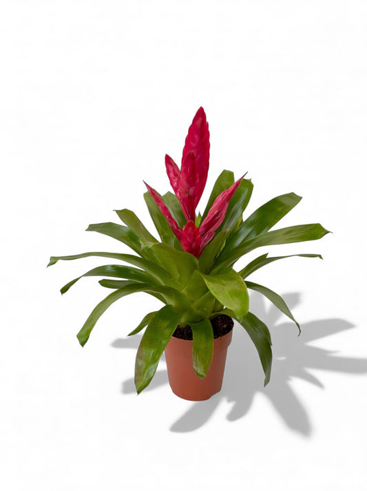 Βριέζια ροζ Φ12εκ.